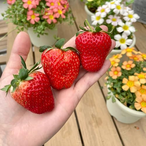 samen erdbeeren balkon, balkon pflanze, exotische pflanzen erdbeer samen säulenobst winterhart, samen säulenobst, geschenke obstbäume kaufen, ostergeschenke bonsai baum, gewächshaus 85pcs