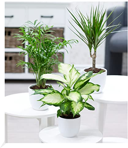 BALDUR Garten | 3er-Mix Luftreinigende Zimmerpflanzen 'Classic' | Bergpalme, Chamaedorea, Dracena je 1 Pflanze, Grünpflanzen, mehrjährig - frostfrei halten