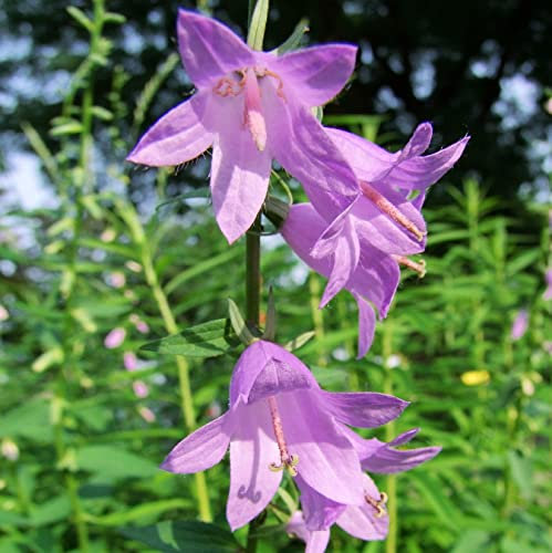 12 unidades o 1 m² Campanula Persicifolia 'Telham Beauty' - Campanula Persicifolia 'Telham Beauty' Maceta 9x9 cm