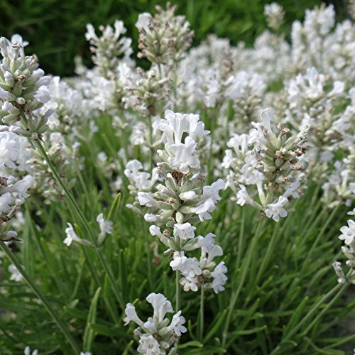 3 x Lavandula angustifolia 'Alba' (Staude/Stauden/Winterthart/Mehrjährig) Echter Lavendel - Stecklingsvermehrt - Tolle weiße Blüten - Sehr Insekten- und Bienenfreundlich - von Stauden Gänge
