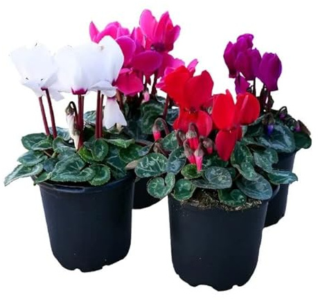 Violeta de Persia Pack de 4 Unidades Plantas Vivas