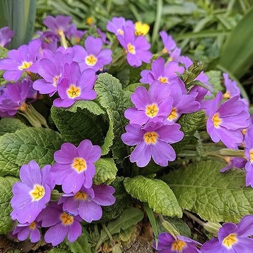 50 Stücke primeln samen, gartendeko für draußen, gärtner geschenke primeln pflanzen im topf bodendecker winterhart mehrjährig seltene pflanzen balkon blumen, deko blumen wohnzimmer