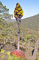 Agave montana | Hardy Century Plant seed | Mountain-Agave | 10_Seeds