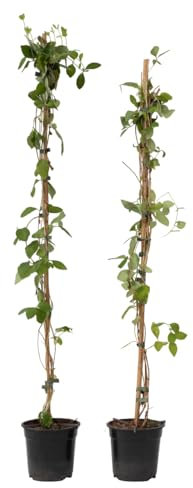 Plant in a Box - Lonicera x Heckrotti American Beauty - Set di 2 - Caprifoglio - Rampicante - Resistente - Vaso 17cm - Altezza 110-120cm