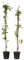 Plant in a Box - Lonicera x Heckrotti American Beauty - Set di 2 - Caprifoglio - Rampicante - Resistente - Vaso 17cm - Altezza 110-120cm