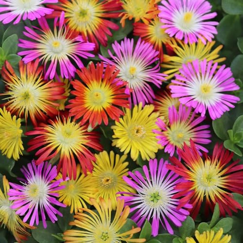 Carbeth Plants Delosperma Ice Plant Mix - 1 x 6 Pack Outdoor Hardy Succulent Perennials - Drought Tolerant Ground Cover Alpines - Vibrant Summer Flowers for Borders, Rockeries & Containers
