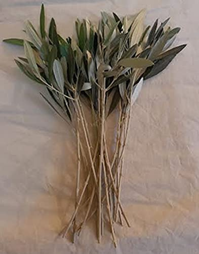 Olive Tree Cuttings-Empeltre