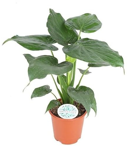 Alocasia 'Cucullata' - Elefantenohr Pflanze, Pfeilblatt - Topf Ø 21 cm Höhe 80 cm