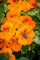 Graines capucine grimpante variée - très florifère et mellifère - Sachet de 5 grammes - Graines de style