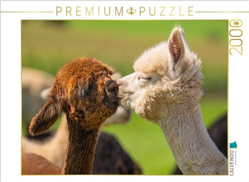 CALVENDO Puzzle Alpakafohlen | Lege-Größe cm Foto-Puzzle für glückliche Stunden
