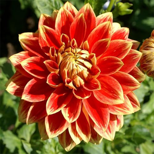 Seltene Dahlienzwiebeln, Winterharte Stauden einfach zu pflanzen, verschönern den Garten, wachsen gut in Töpfen-10knollen-E