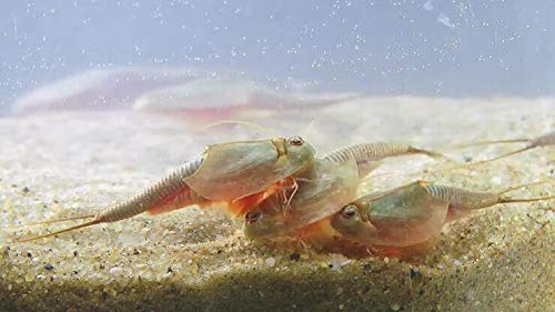 Triops Longicaudatus Urzeitkrebse Starter Set mit ca. 500 Urzeitkrebs-Eiern / Zysten von Triops King aus Deutschland, Anleitung zur Zucht und Jungtier-Futter - Züchte deine eigenen Urzeitkrebse bei dir zu Hause im Aquarium