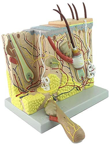 LBYLYH Menschliche Haut Modell 70X Vergrößerung Haut Dermatologie Anatomische Strukturbiologie Gesichtsmodell Für Die Minimal Invasive Kosmetische Chirurgie Modelle