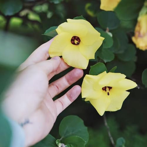 hibiskus baum samen pflanzensamen hibiskus samen, steingartenpflanzen winterhart, kräutergarten - Seltene Pflanzenserie - blumendeko kräuter samen topfpflanzen kräutersamen 50pcs