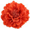 Ansteckblume, Haarblume Haarschmuckin vielen Farben, Haarblüte mit Haarclip und Sicherheitsnadel Orange