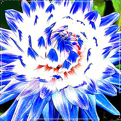 Dahlia Bulbs for Planting,Flowering Rhizome,Dahlia Tubers UK,Dahlia Bulbs Mix,Excellent Display Indoor Perennial Balcony Garden Bulbs-2bulbs-A
