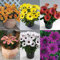 Pack x6 Cape Daisy Osteospermum 'Sunny Mixed' Summer Bedding Plug Plants