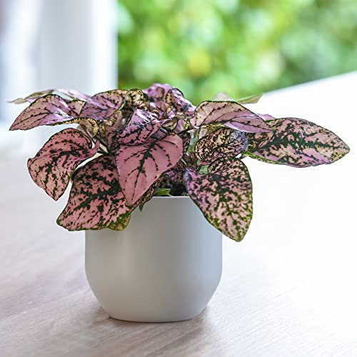Pink Polka Dot Plant House Plant Hypoestes phyllostachya Tender Perennial Easy to Grow Your Own Houseplants 1x 9cm Potted Plant by Thompson and Morgan