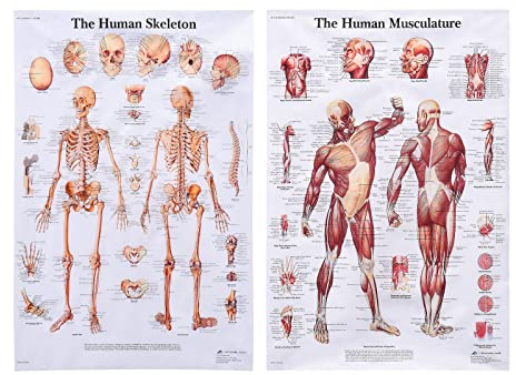 Srliya Anatomie-Poster, Muskelsystem + Skelettanatomie Englisches Menschliches Poster, Posterset Zur Anatomie des Menschlichen Skelettmuskels, Poster Zur Muskelanatomie, (B)