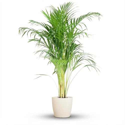 Green boutiQ - Zimmerpflanze - Goldfruchtpalme - Dypsis Lutescens Areca - Grün - Pflegeleicht - 1 Pflanze - mit Potter Weiß - Topf 21cm - Höhe 90-100cm