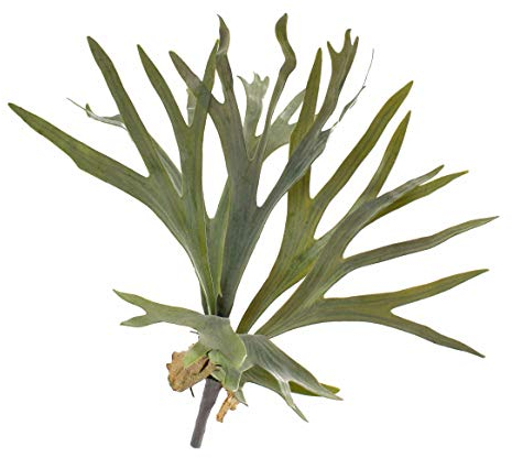 artplants.de Künstlicher Geweihfarn George, 8 Blätter, grün, Ø 50cm, 40cm - Kunst Farn - Kunstpflanze