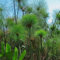 150 Pcs Cyperus Papyrus Pflanze Samen - Zypergras - Stauden Winterhart Mehrjährig Ziergräser Winterhart, Winterfeste Pflanzen Für Balkon Ziergras, Hydrokultur Pflanzen Bodendecker