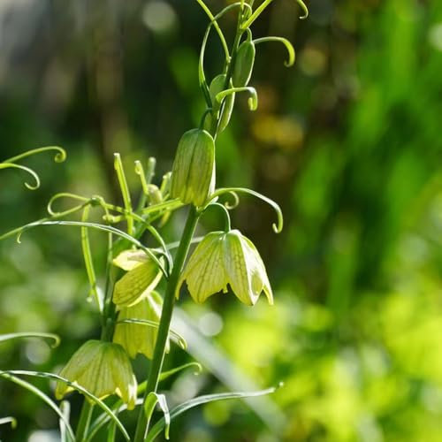 8 pcs kaiserkronen knollen - zwiebeln zwiebel kräuter pflanzen, topfpflanzen draußen winterhart, balkon deko gartenpflanzen kräuterpflanzen balkonpflanzen kaiserkrone,