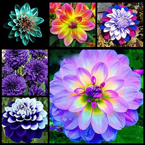 Bulbi Di Dalia-Bulbi Di Dalia,Tubero Della Dalia,Bulbi Di Piante,Bulbi Di Dalia Gigante,Bulbi Dalia Perenni,Fiori Da Giardino,Bulbi Di Zinnia-8Bulbi-e