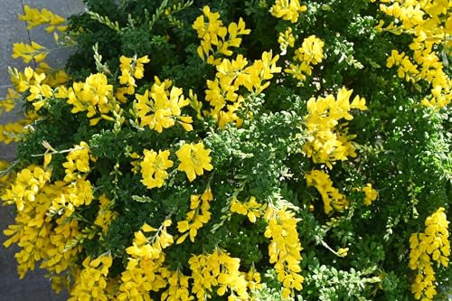 RP Seeds Cytisus scoparius (Scotch Broom) - 30 Seeds. British Native Shrub.