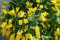 RP Seeds Cytisus scoparius (Scotch Broom) - 30 Seeds. British Native Shrub.