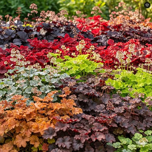 GardenersDream 5x Plantes de Heuchera en Pots – Plantes de Jardin au Feuillage Coloré Coral Bells – Arbustes Fleuris Vivaces d’Ombre Premium pour Jardin (incl. Pot de 11 cm)