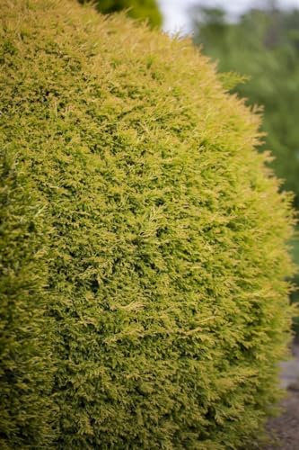 Thuja occidentalis 'Rheingold' 30-40 cm - Lebensbaum, goldgelbes Laub, ideal für Hecken und Kübel, winterhart, pflegeleicht