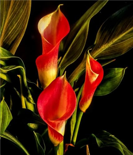 Calla Lily Bulbs Strong Plants That Grow Well Mix Golden Jade Carving Feels Beautiful Now Mixed Garden Crop for Planting Now UK
