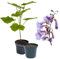 1 x Paulownia Blauglockenbaum TOMENTOSA, extrem schnellwüchsig; auch Kiri-Baum, Kaiserbaum oder Empress tree für Wertholz/Energieholz, keine Samen! (2-3 Liter Topf)