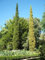 80 Semillas de Ciprés común - Cupressus sempervirens
