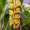 100 semillas de plátano amarillas