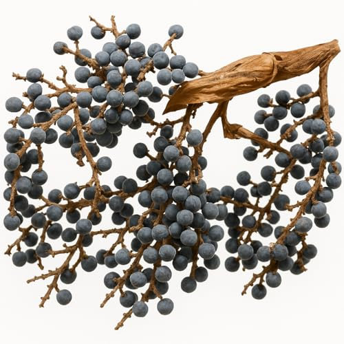 Graines de Palmier de Chine Trachycarpus Fortunei, Lot de 15