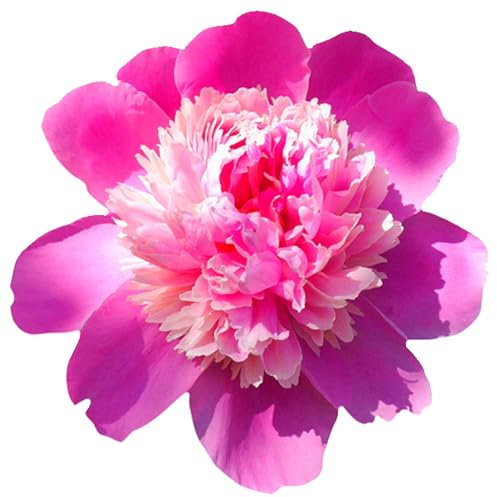 Selbstklebender Aufkleber Autoaufkleber Sticker wetterfest Blumen Mülltonne Blumenwiese Dekoration Fensterbild Fliesenaufkleber 10 x 10 cm - Rosa Pfingsrose -