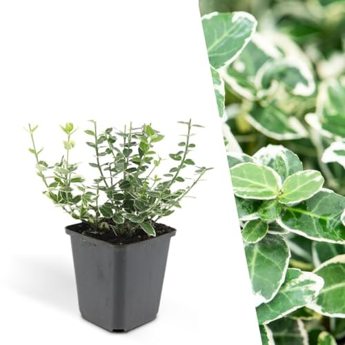 Plants by Frank Euonymus Emerald 'n Gaity, 6 Stück, Ø 9 cm | Bunte Spindelstrauch Pflanzen, Bodendecker Winterhart Mehrjährig Immergrün, Kleinstrauch, Topf 9 cm, Höhe: 15 cm