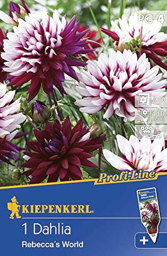 Kiepenkerl Blumenzwiebel Dekorative Dahlie 'Rebecca's World' | toller Farbverlauf | 1 Knolle