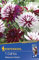 Kiepenkerl Blumenzwiebel Dekorative Dahlie 'Rebecca's World' | toller Farbverlauf | 1 Knolle