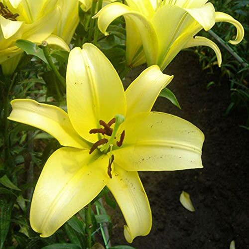 Generic Semi di bulbi di giglio, 100 pezzi semi di bulbi di giglio rari casa giardino balcone profumo fiore pianta bonsai Giallo Semi Di Giglio