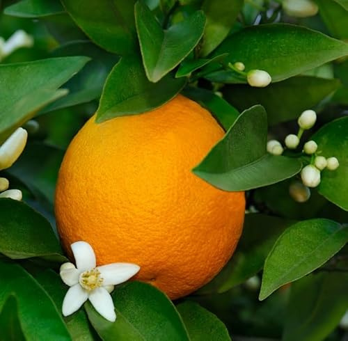 Volkamer Zitrone (bot. Citrus volkameriana) 30-40cm im 3L-Topf