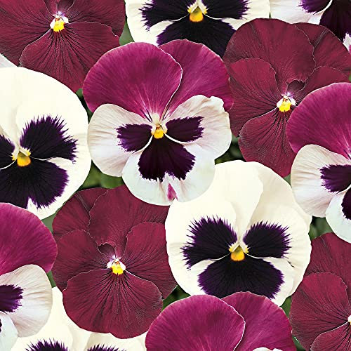 Pansy Raspberry Sundae | Colourful Flowering Garden Ready Bedding Plants 6 Pack