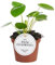 Mini Planta del Dinero China | Mini Planta de Interior | Pilea Peperomioides