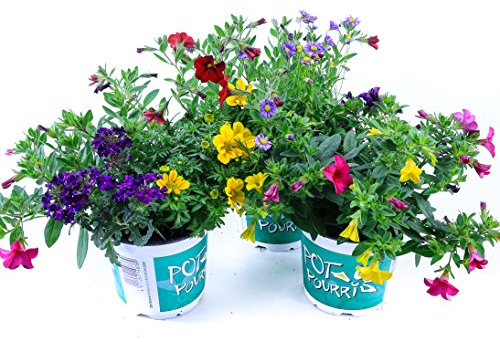 Sommerblumen Trio Set Nr.2, 3 bunte Trio Beet und Balkonblumen (z.B. mit Zauberglöckchen, Verbenen, Goldmarie, Gänseblümchen...)