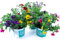 Sommerblumen Trio Set Nr.2, 3 bunte Trio Beet und Balkonblumen (z.B. mit Zauberglöckchen, Verbenen, Goldmarie, Gänseblümchen...)
