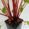 Rhabarber `Canada Red, rotfleischig, im 3,5 Liter Topf