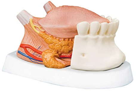 3B Scientific menschliche Anatomie - Zungenmodell, 2.5-fache Größe, 4-Teilig + kostenlose Anatomie App - 3B Smart Anatomy