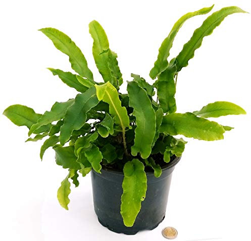 POWERS TO FLOWERS - ASPLENIUM SCOLOPENDRUM VASO 17CM, FELCE DA ESTERNO pianta vera